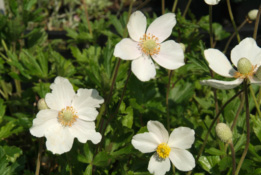 Anemone sylvestris  bestellen